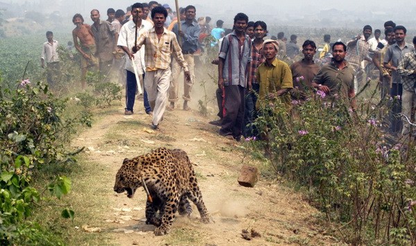 Леопард в деревне
